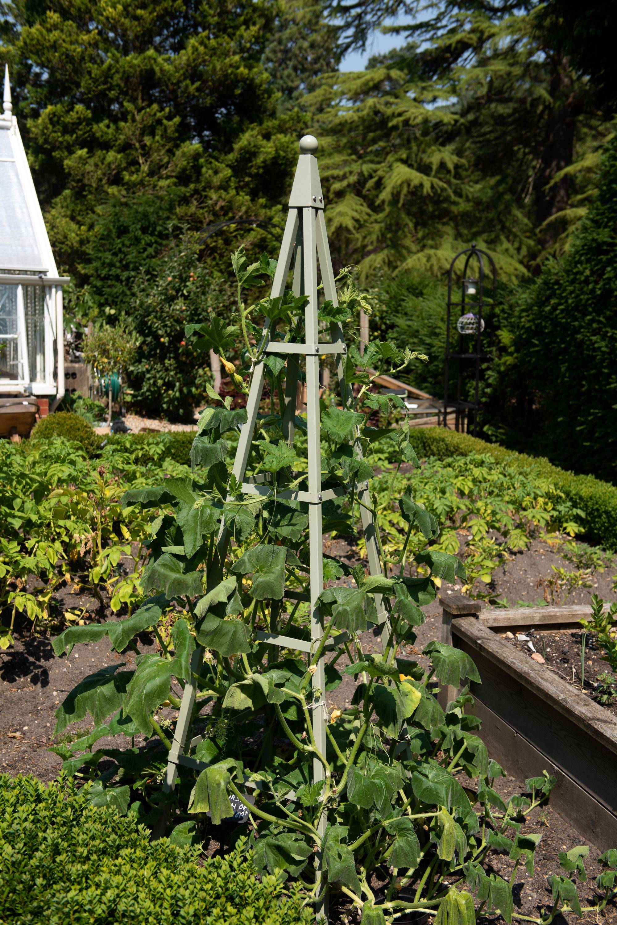 Obelisk squash