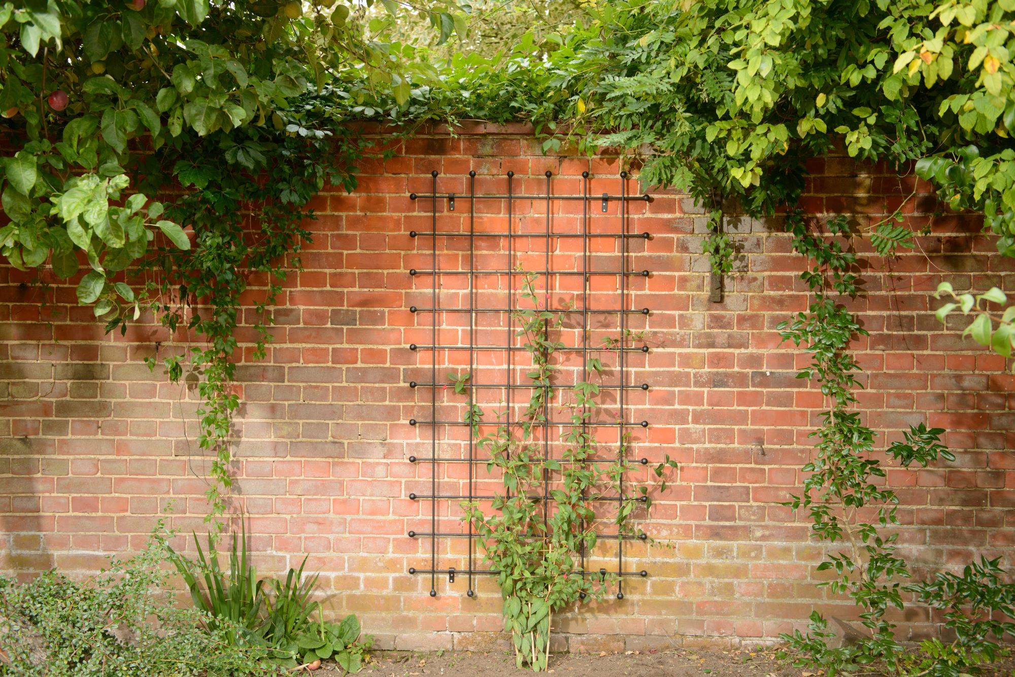 growing trellis.