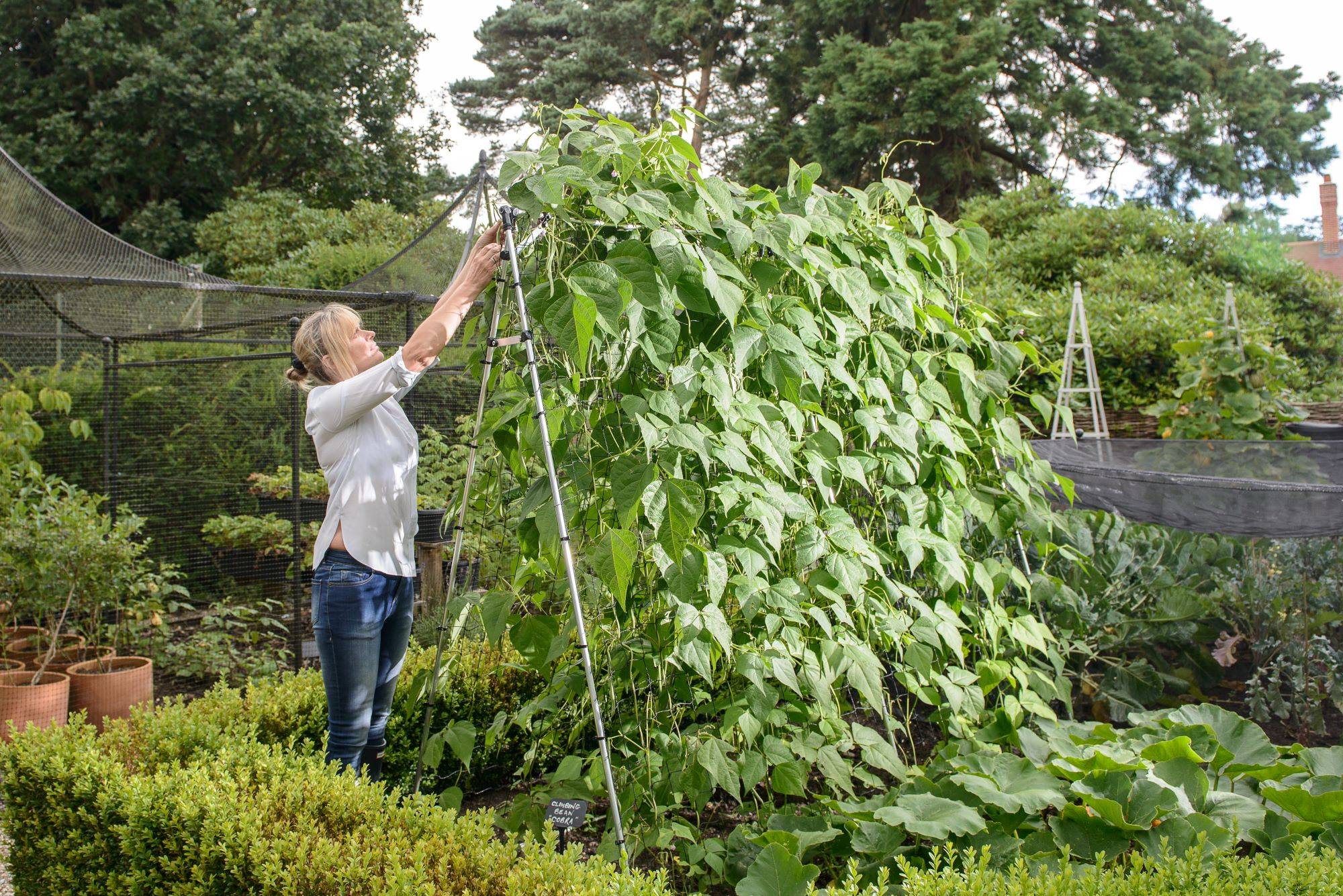 Slot and Lock Pea & Bean frame May