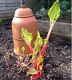 Early Rhubarb 130415