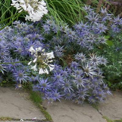 Eryngium