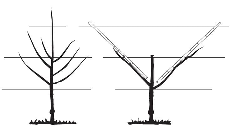 Espalier Trees