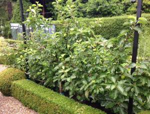 Espalier_Apple_Trees