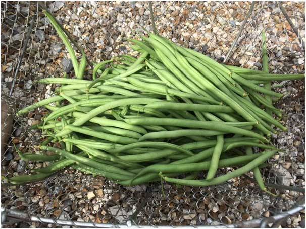 First Bean Harvest