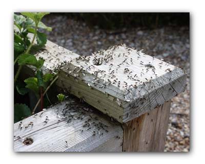 Flying Ants In The Kitchen Garden