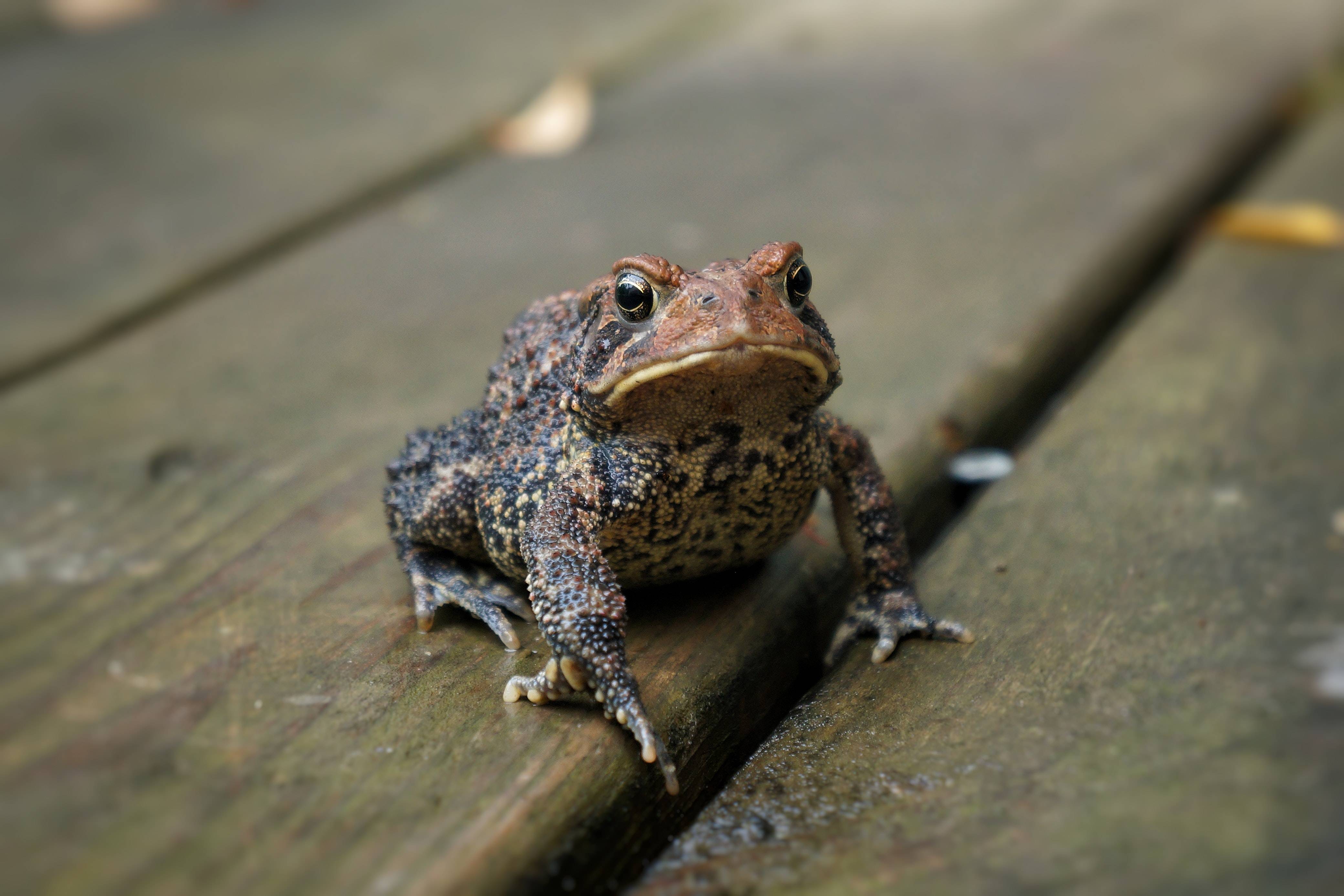 common frog - nigel blog