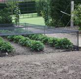 Strawberry Cage