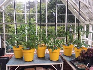 Tomato Planters Yellow Pots