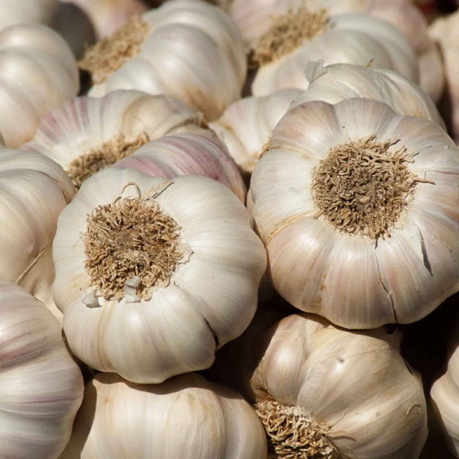 Garlic Blog 1