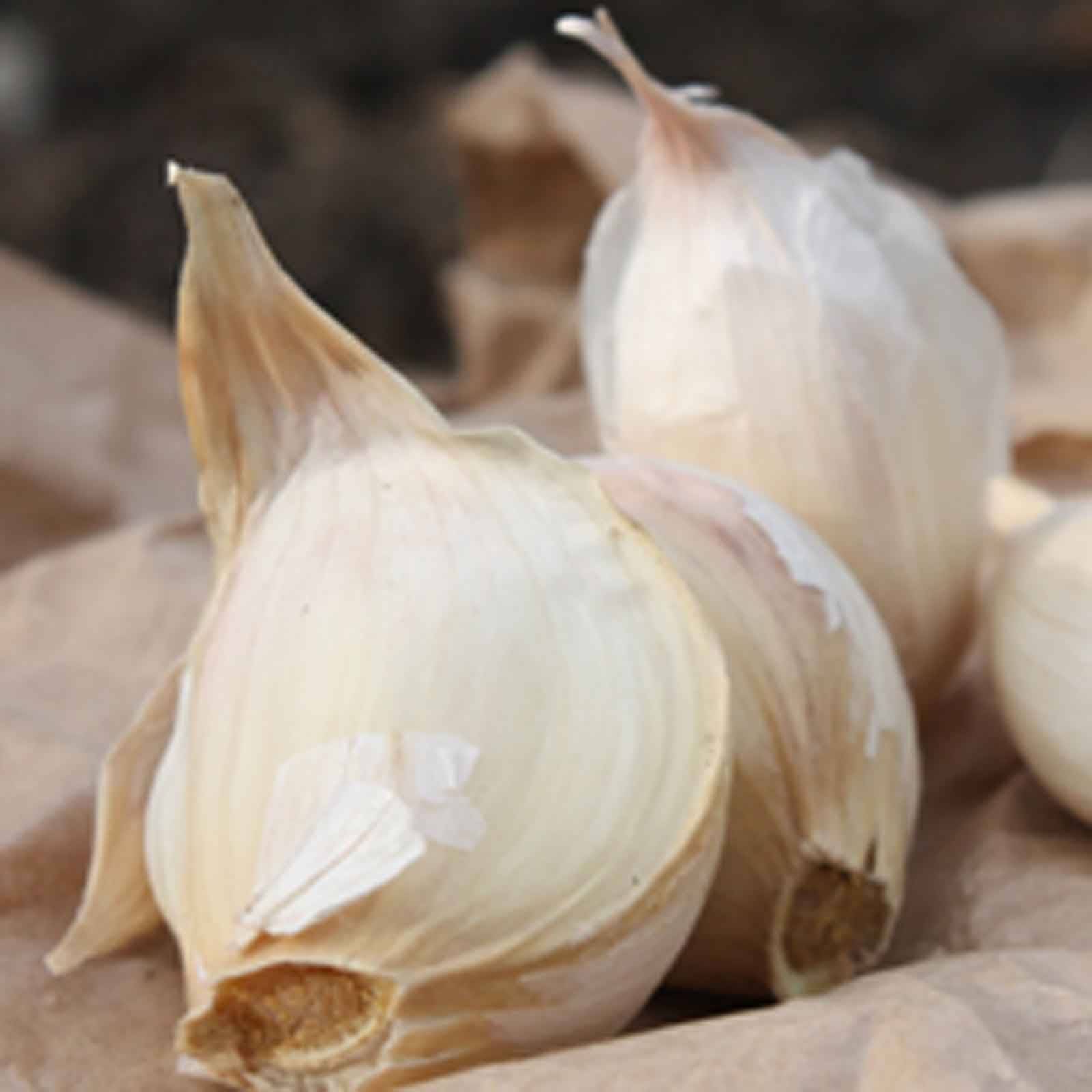 Garlic Blog 3