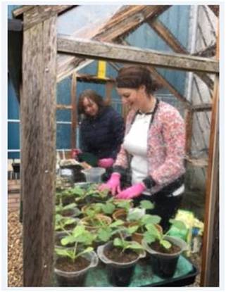 Greenhouse Potting On