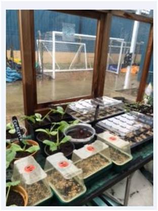 Greenhouse Planting