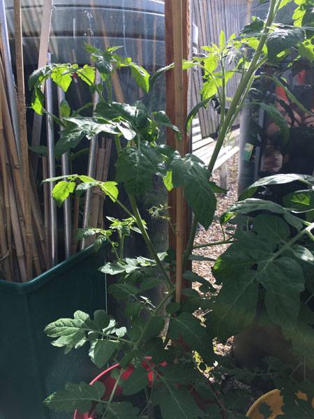 Greenhouse Tomatoes Harrod Garden