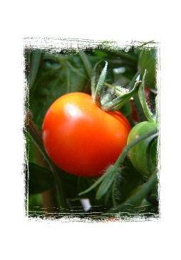 Growing Tomatoes