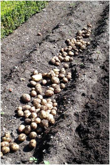 Harvesting Potatoes