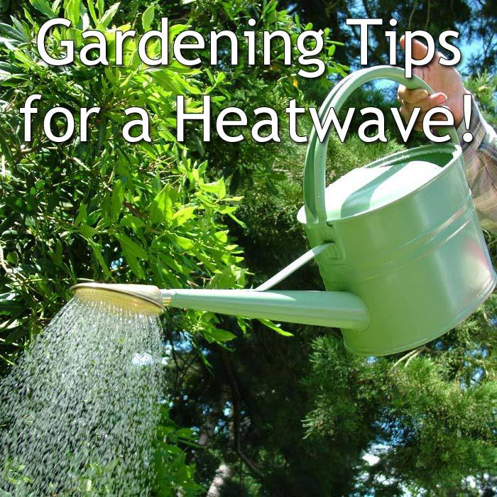Gardening in a heatwave image