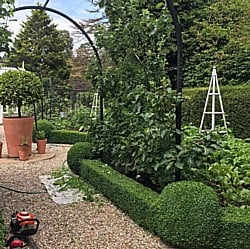 Hedge-Trimming-050719