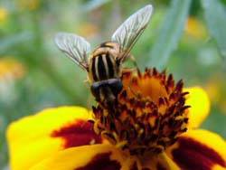 Hoverfly