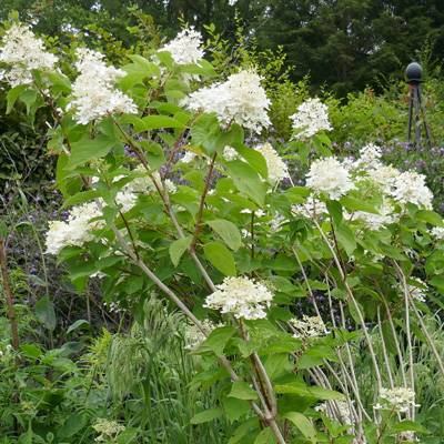 Hydrangea