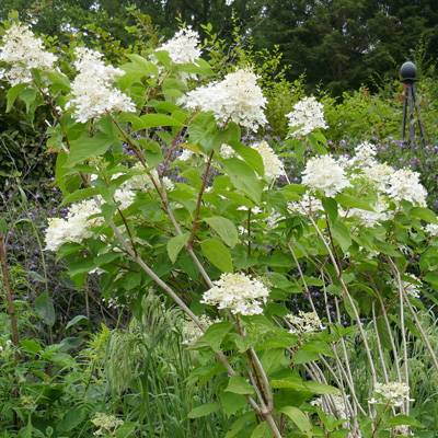 Hydrangea