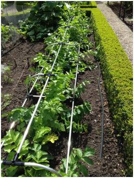 Kitchen Garden Blog Parsnips