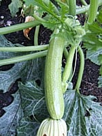Courgette Genovese