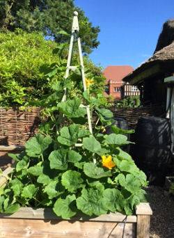 Kitchen Garden 040716