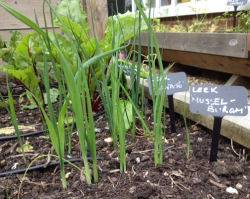 Kitchen-Garden-210616