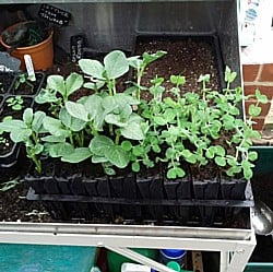 Kitchen-Garden-230318_4