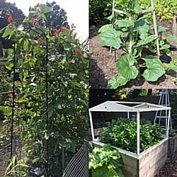 Kitchen-Garden-060718