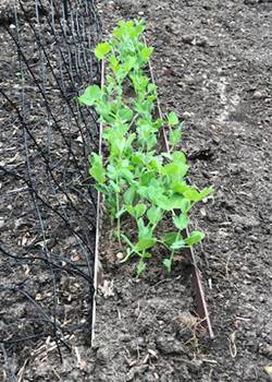 Kitchen-Garden-200519