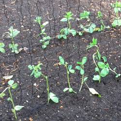 Broad-Beans-141117