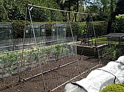 Kitchen_Garden_110515