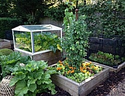 Kitchen Garden 240715