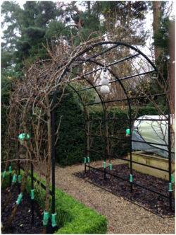 Kitchen Garden Pergola