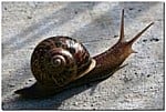 Kitch Garden Snail 160315