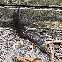 Large-Slug-200919