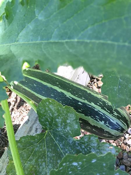 Marrow - Harrod HQ Garden