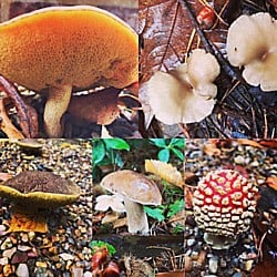 Mushrooms-181019