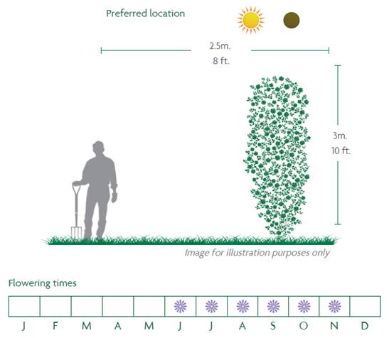 New Dawn Location Diagram