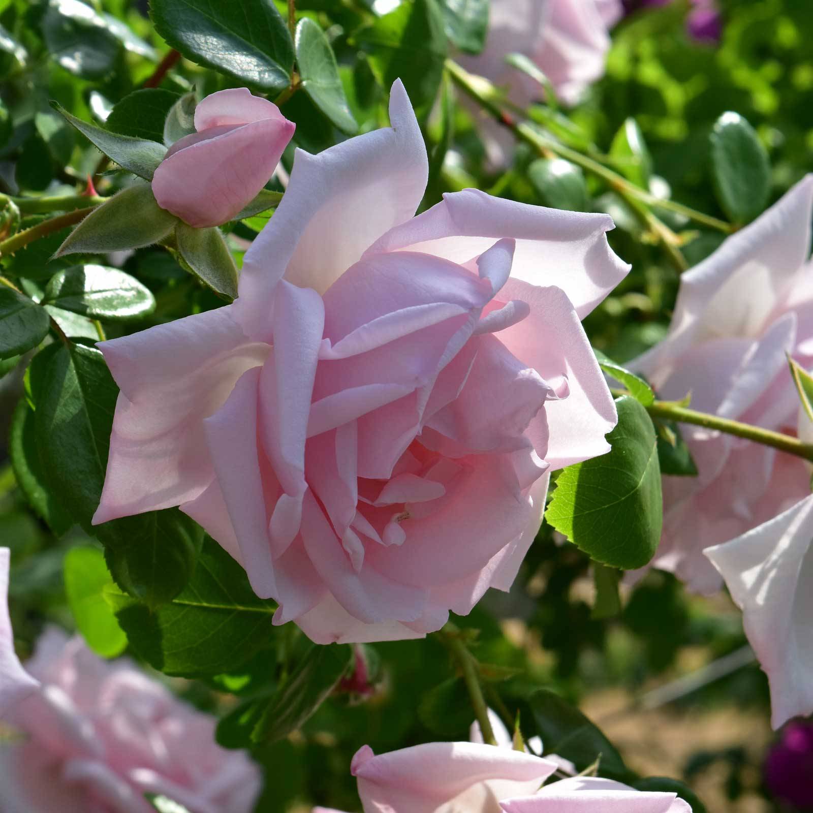 Garden Arch Blog Roses 2