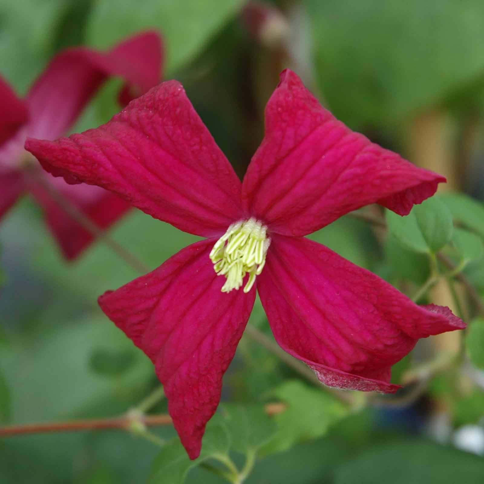 Garden Arch Blog Clematis 1