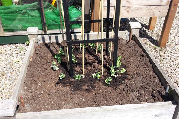 Pea Plants 5
