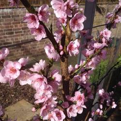 Peach-Blossom-210317