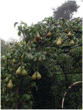 Pear Arch