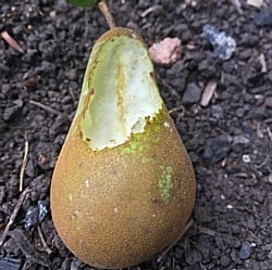 Pears-300819