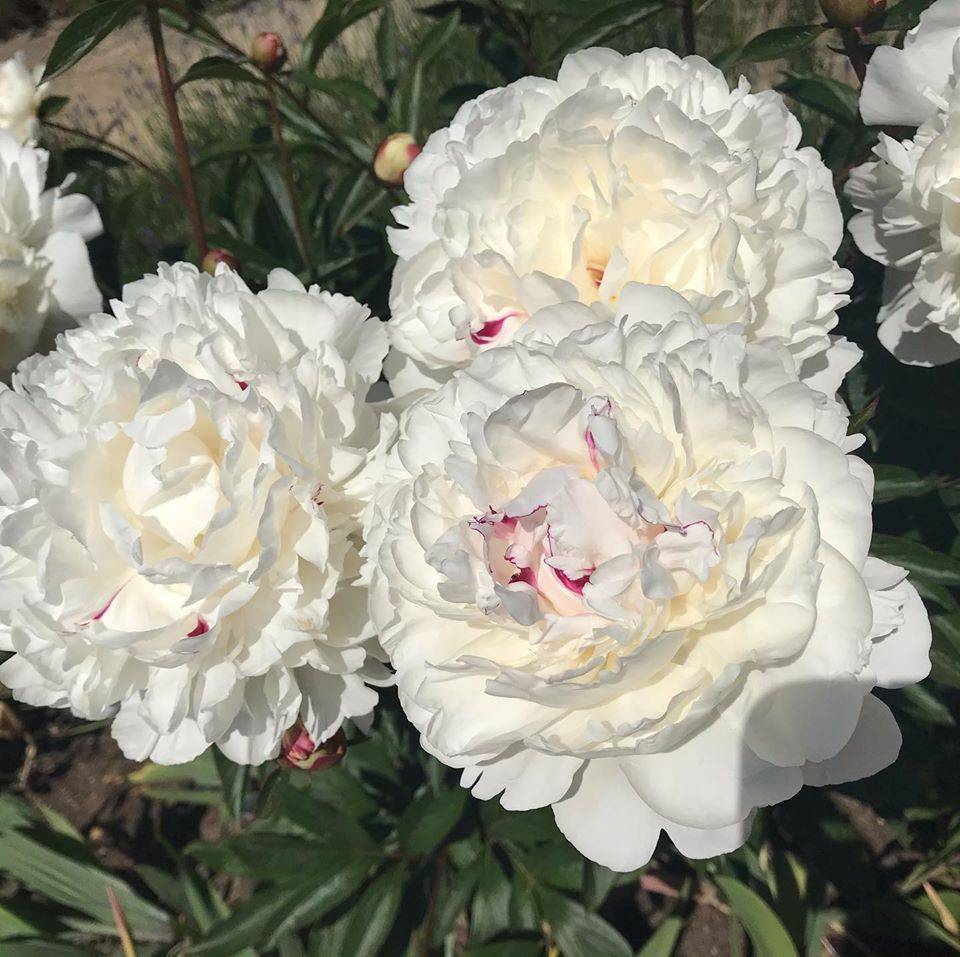 Peonies-09-06-2020-2