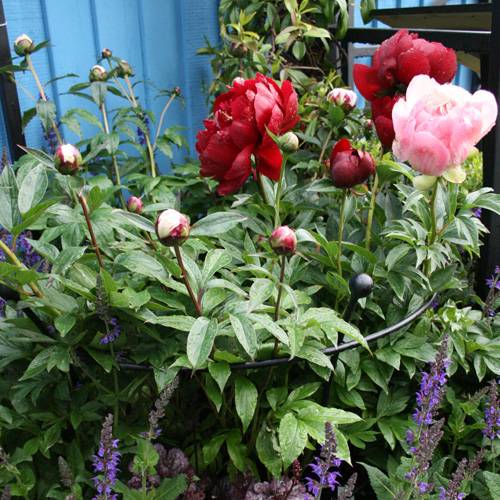 Peonies-080419