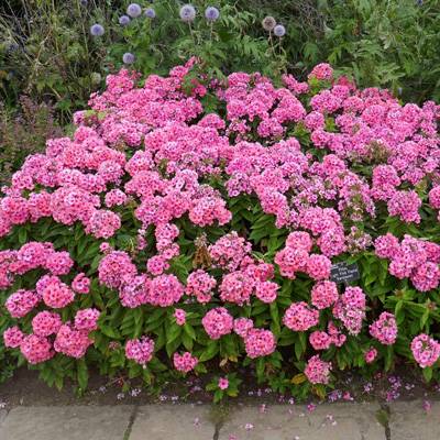 Phlox Pink