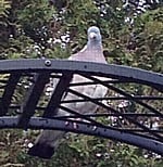 Pigeon-050416